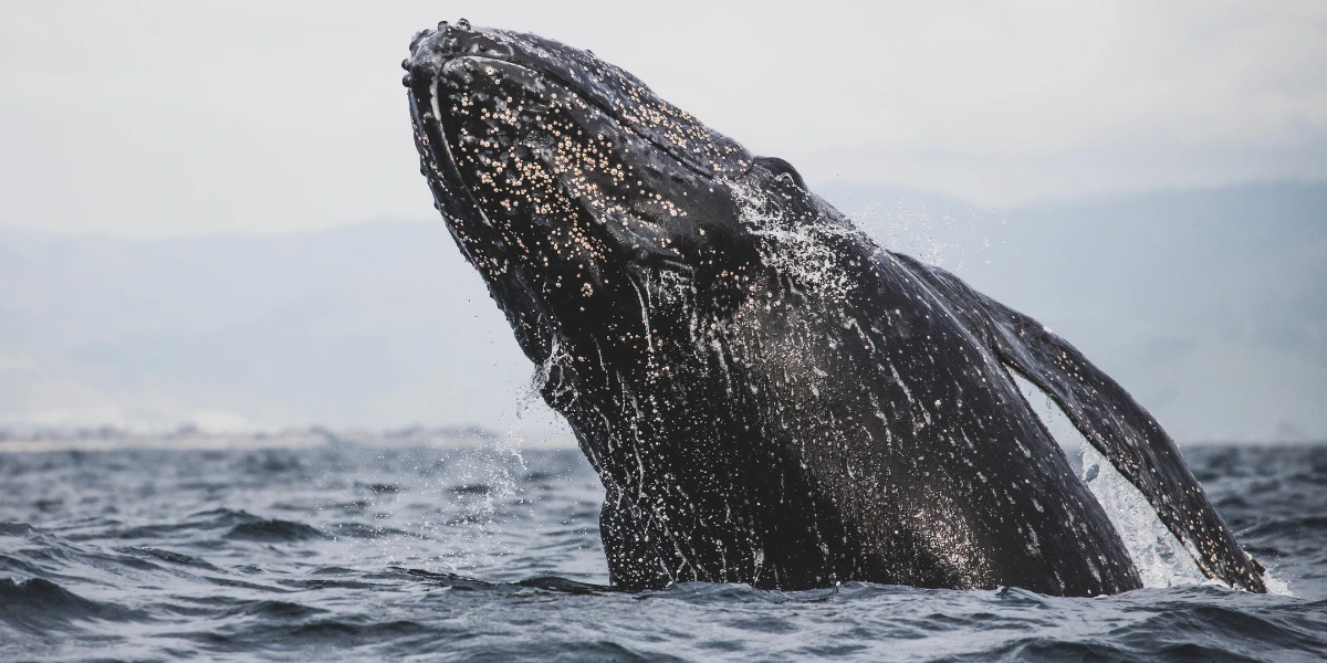 Gray Whale Laguna Beach